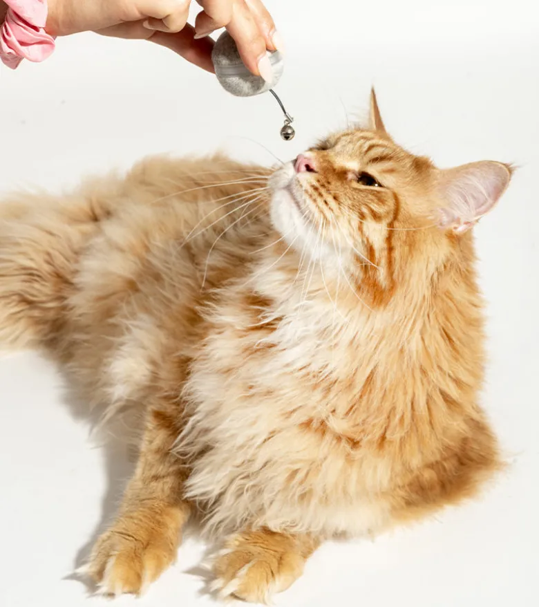 Balle interactive pour chats