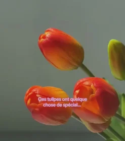 Bouquet de tulipes réalistes
