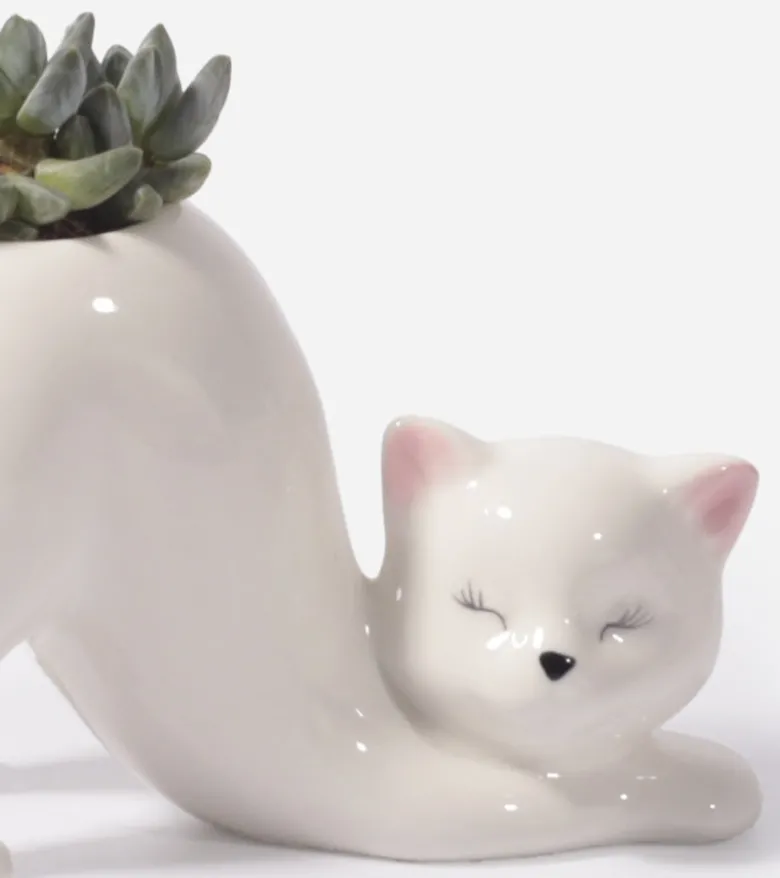 Cache-pot Chat Yoga