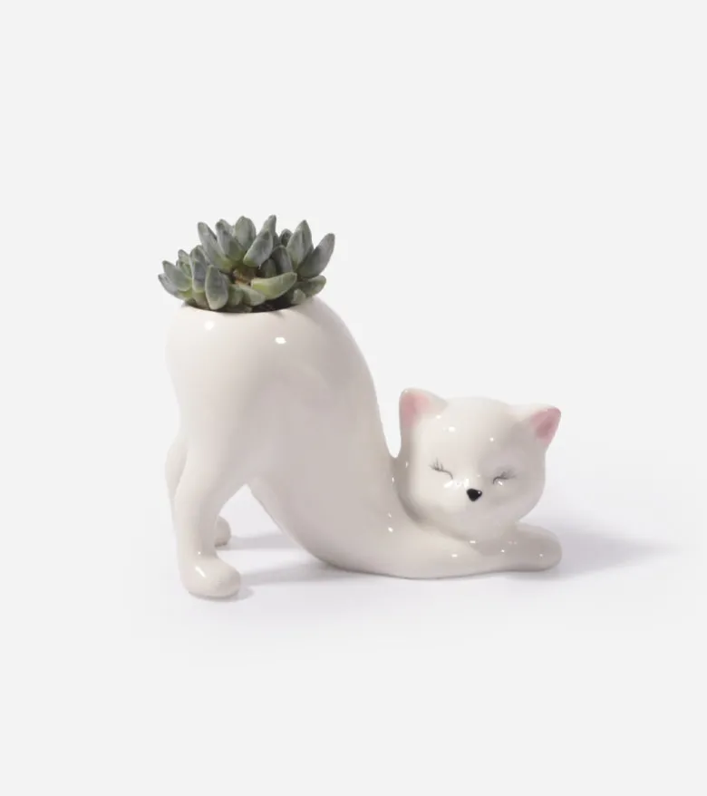 Cache-pot Chat Yoga
