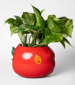 Cache-Pot pomme croquée