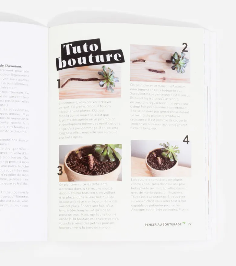 Comment ne pas faire crever ses plantes
