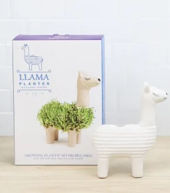 Lama à faire pousser