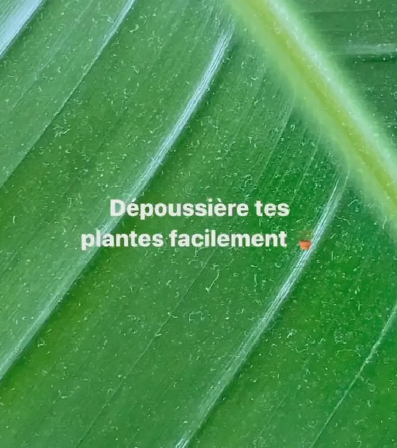 Pince de nettoyage pour feuilles