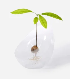 Vase pour noyau d'avocat